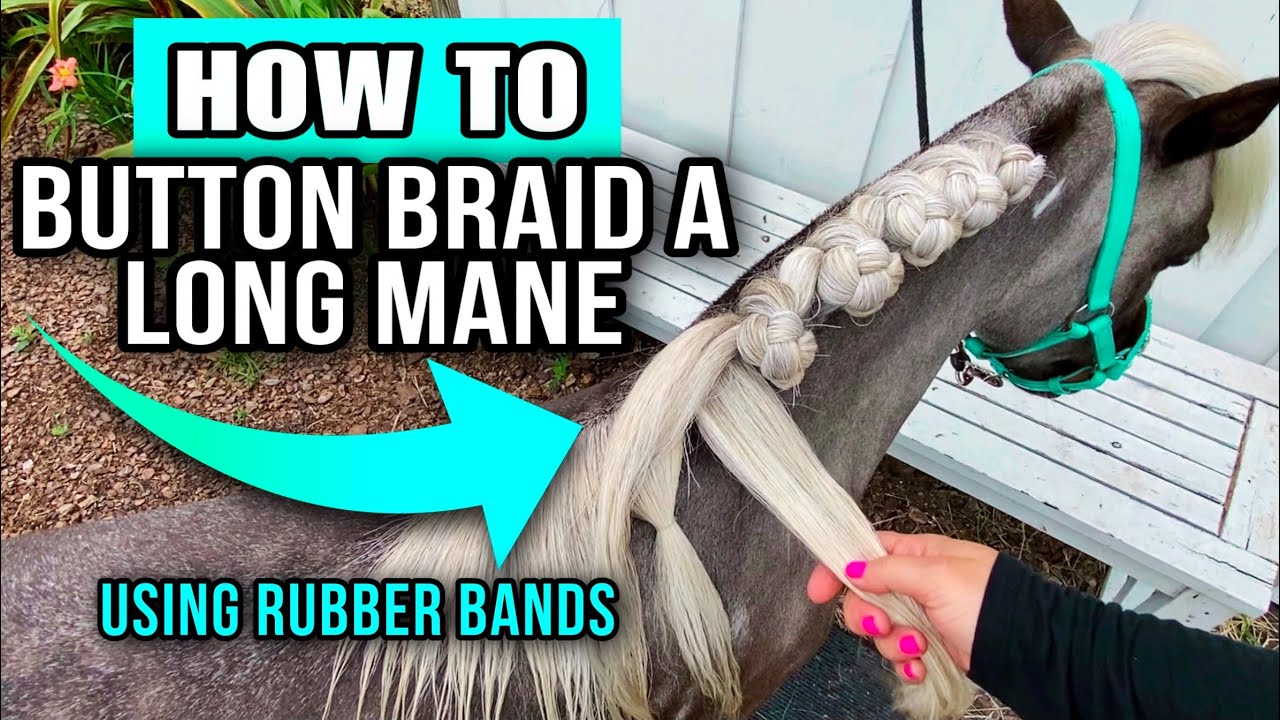 Horse Braiding Tutorial - Button Braids for a Long Mane