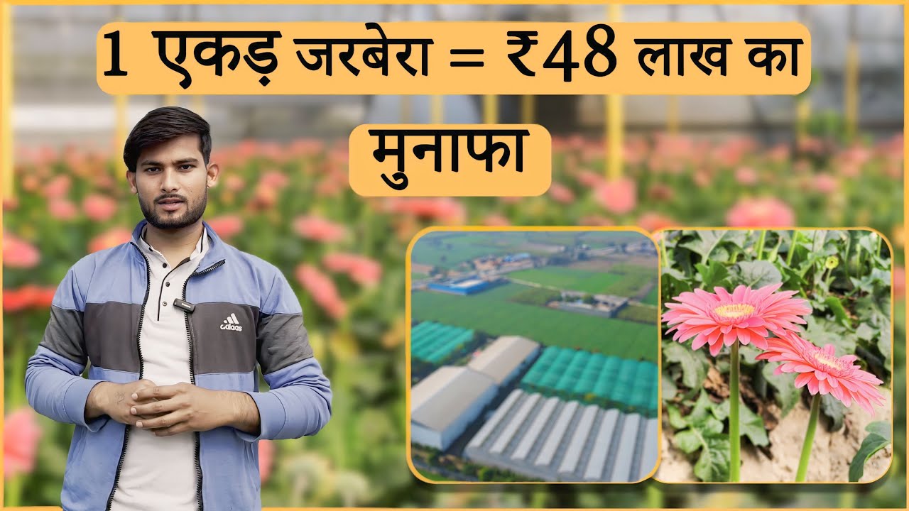 1 एकड़ जरबेरा खेती से ₹48 लाख सालाना @BhartiyaKisaan_bk | Gerbera farming Kaise Karen