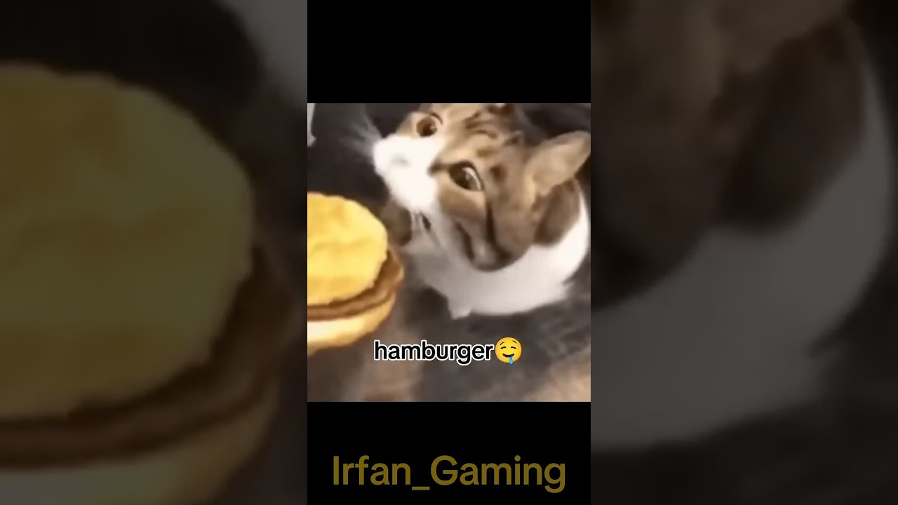 I am eating hamburger (CAT version) #memes #cat #funny #shorts #funnymemes #hamburger #bruh