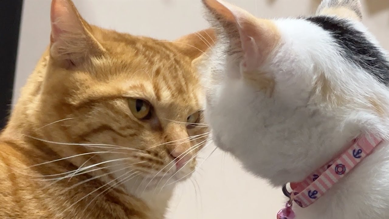 [Eng sub] Marron, the older cat, and Tomato, the new cat. Did they get along well with each other?