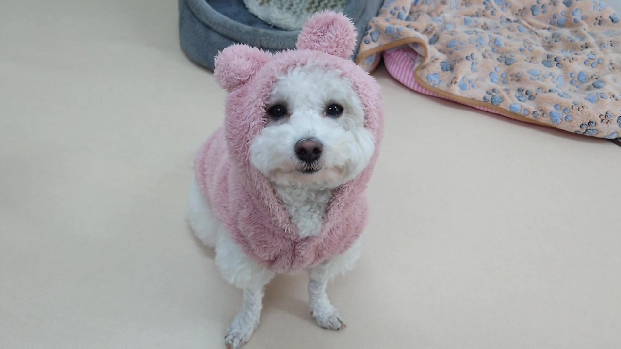 フードビションフリーゼ　🐶ひみつきちなう！②🐶  2026年3月18日