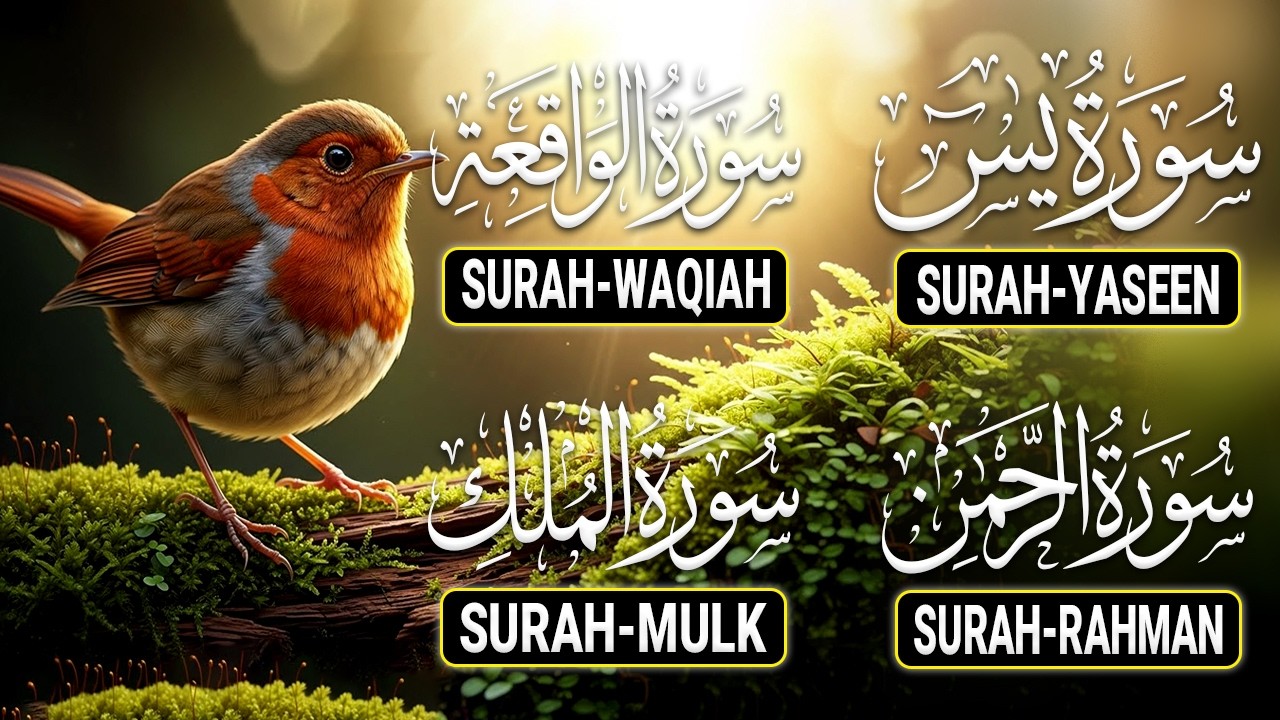 Very Nice Voice Surah Yaseen (Yasin) | Surah Rahman | Surah Waqiah | Surah Mulk |Ep33 By Alaa Aqel
