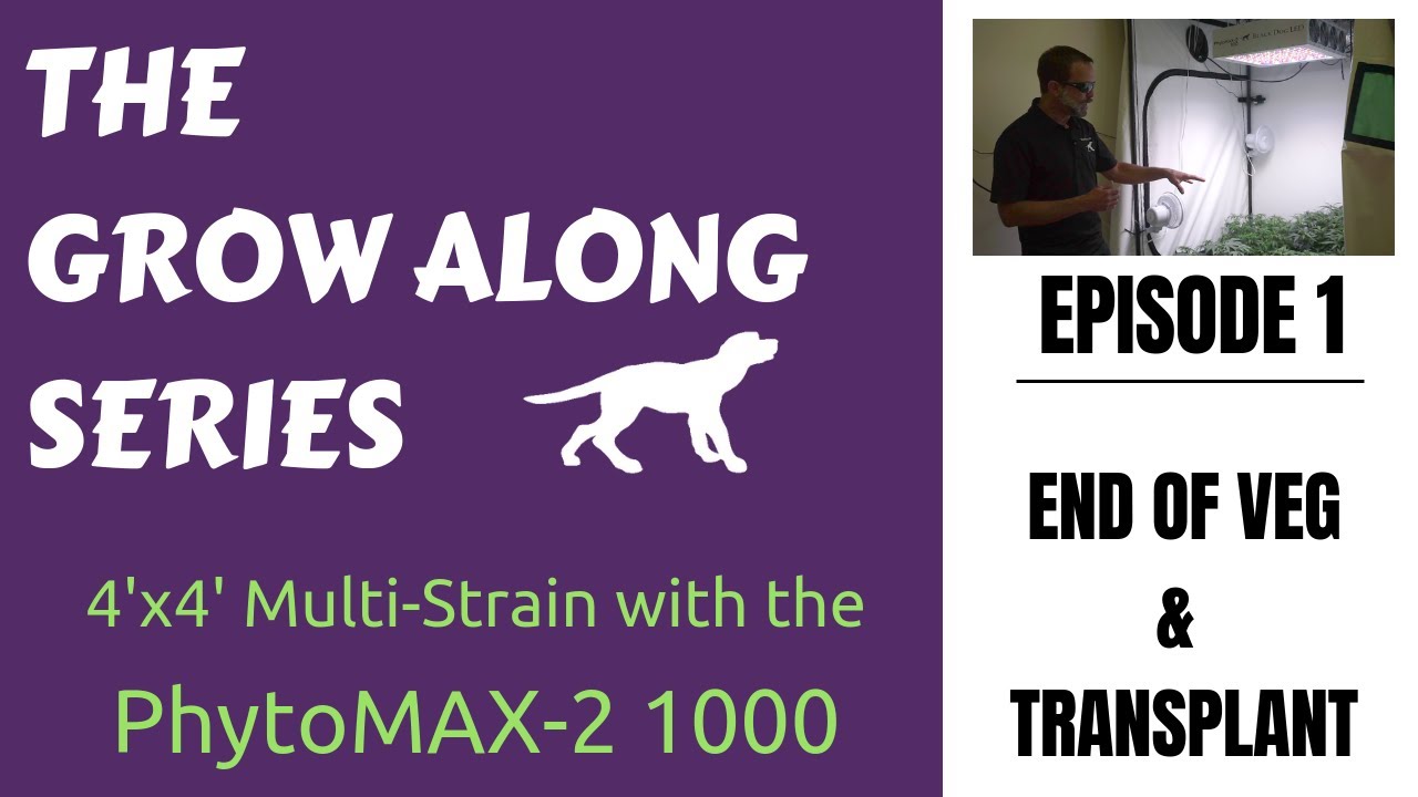 PhytoMAX-2 1000 | Grow Along | Multiple Strains | 4x4 Tent l Episode 1