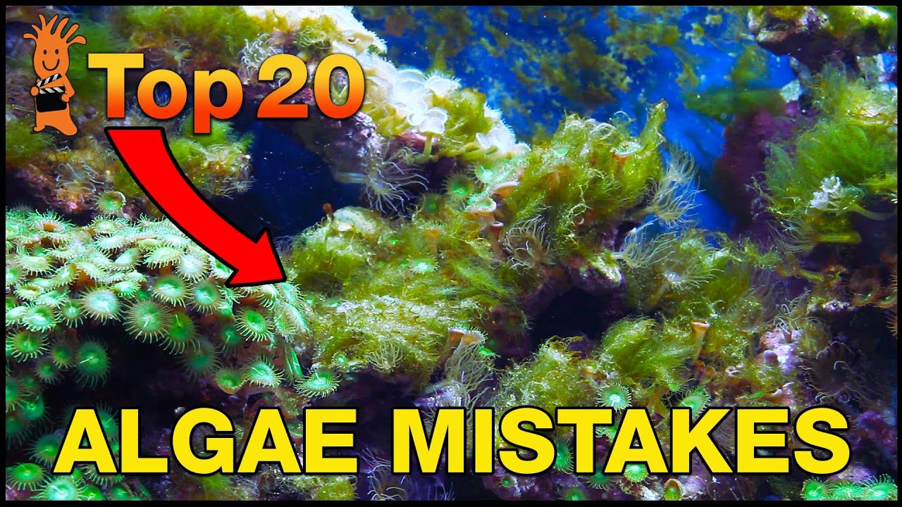 Can't beat algae in your tank? This is probably why! Top 20 Algae Fighting Mistakes