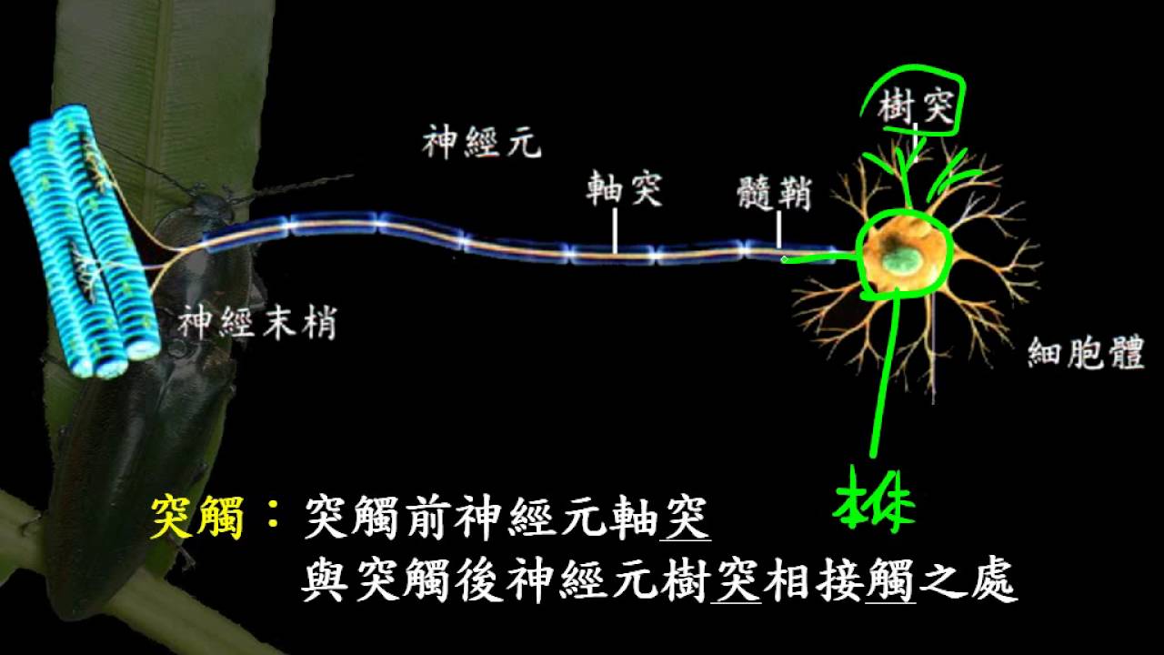 基礎生物3 5 02神經元一博