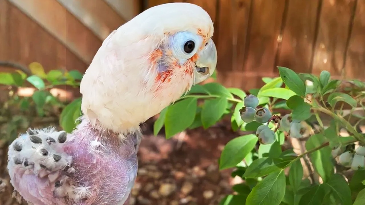 This Parrot Finds Joy After Rescue — And Can’t Stop Dancing