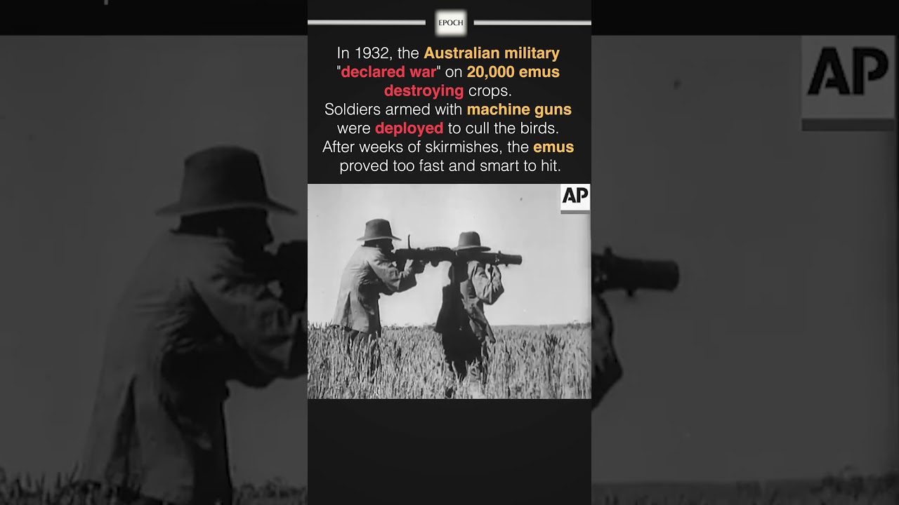 The Great Emu War
