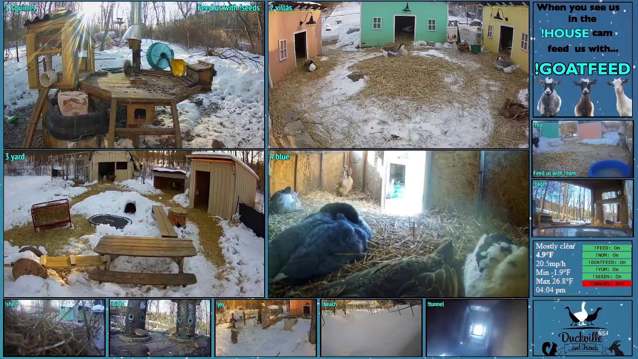 FREE DAILY FEED - Relax with ducks, goats, pups, squirrels, bunnies and other animals!