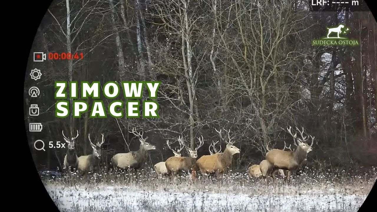 Zimowy Spacer cz 1 polowanie na jelenie. Hunting in Poland deer hunt