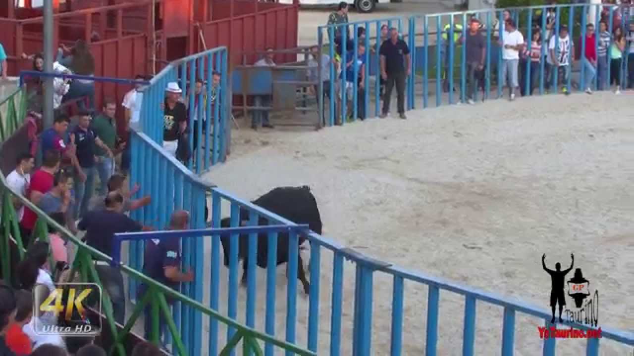 Divertida Suelta de Toros en Boecillo
