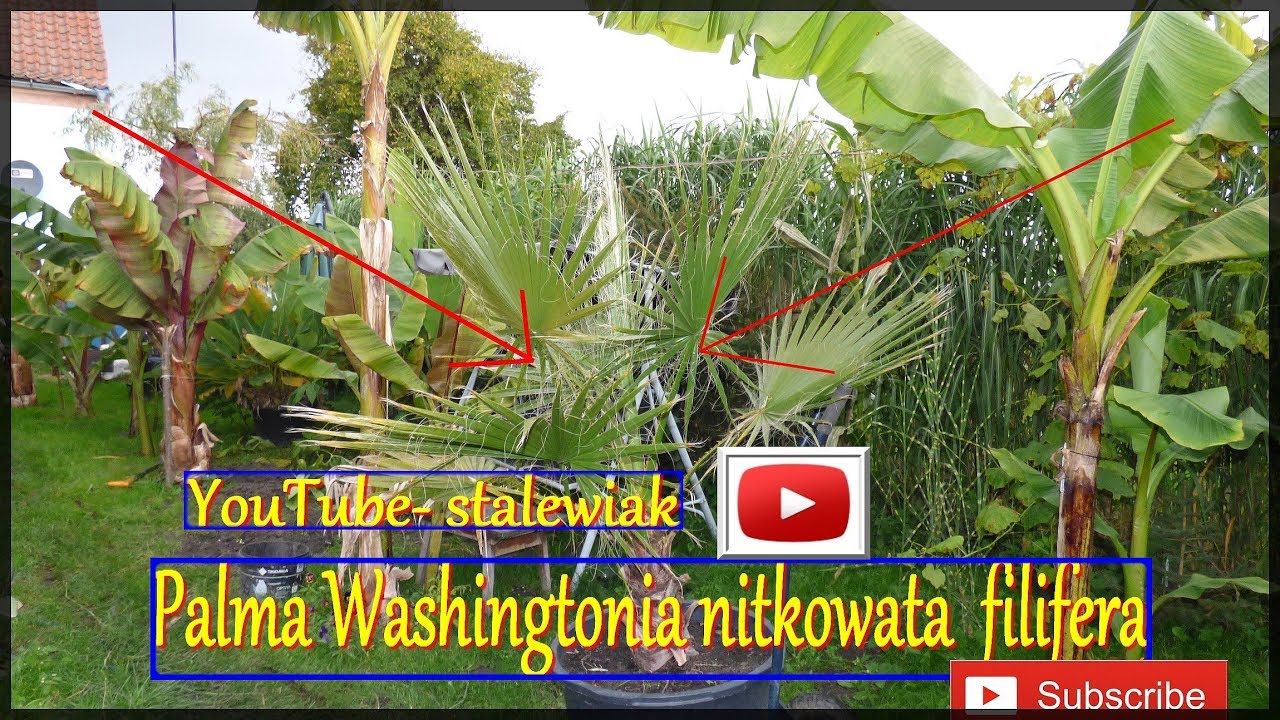 🌴#306- Palma Washingtonia nitkowata- filifera.  Uprawa od sadzonki.