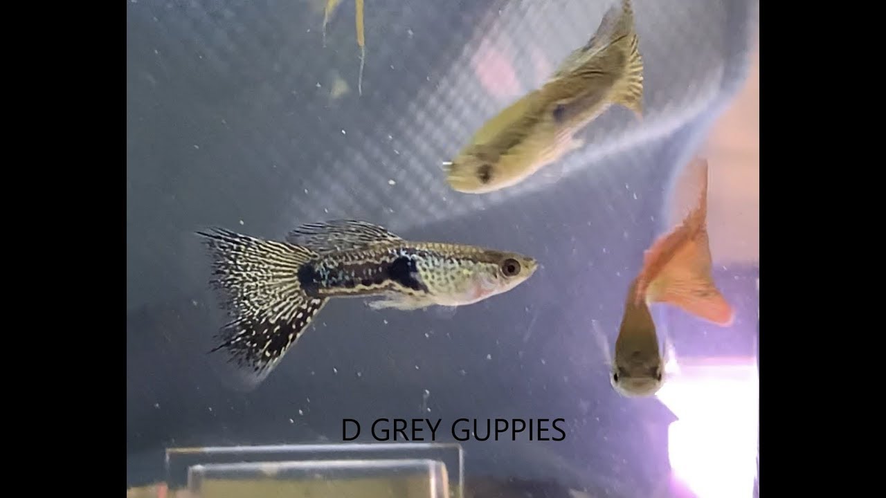 Step by Step Guide to Successfully Raise Fancy Guppies— Crosses