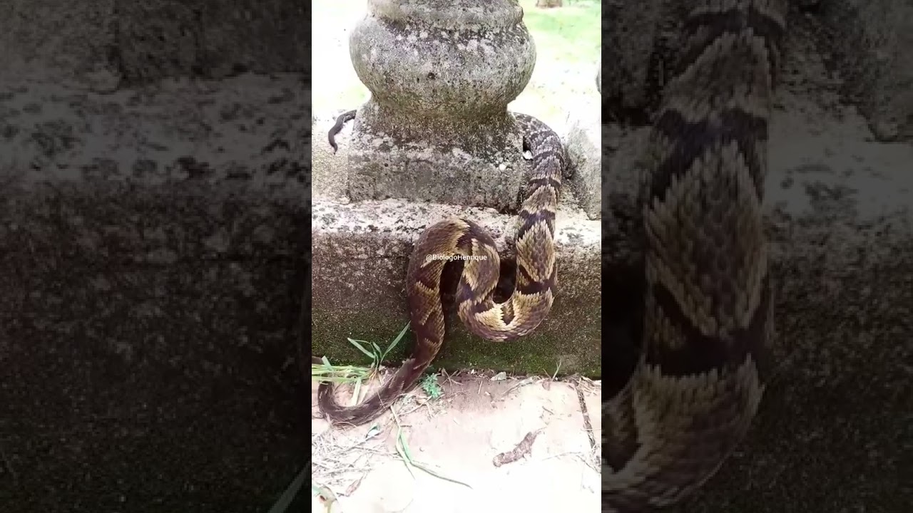 Bothrops jararaca em comportamento defensivo | @biologohenriqueoficial  #2