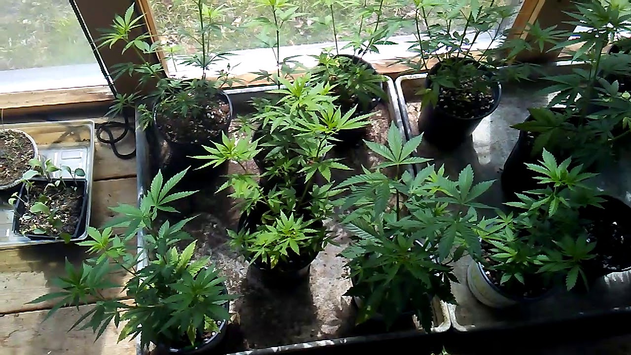 420 Girls growing. Seedlings pot plants 2019