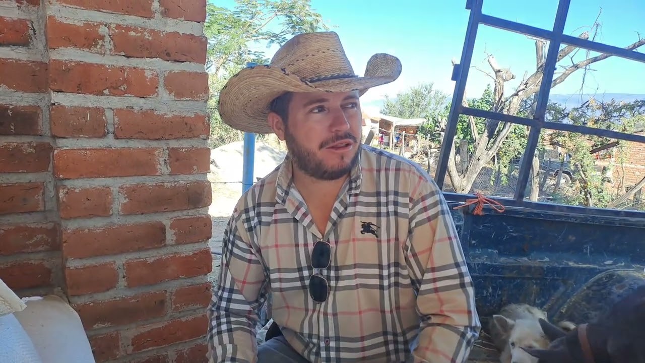 ☘️💸como hacer alimento para becerros de 200 kilos, para inicio de engorda 🐂