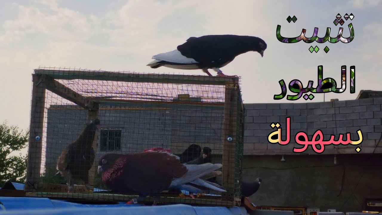 تثبيت الحمام # مخاليف وكبار
