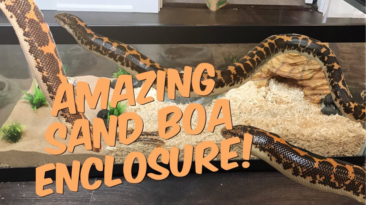 SETTING UP MY KENYAN SAND BOA ENCLOSURE! (Awesome upgrade!)