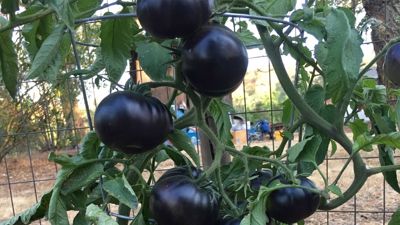 Planting black beauty tomato in container / Garden to table