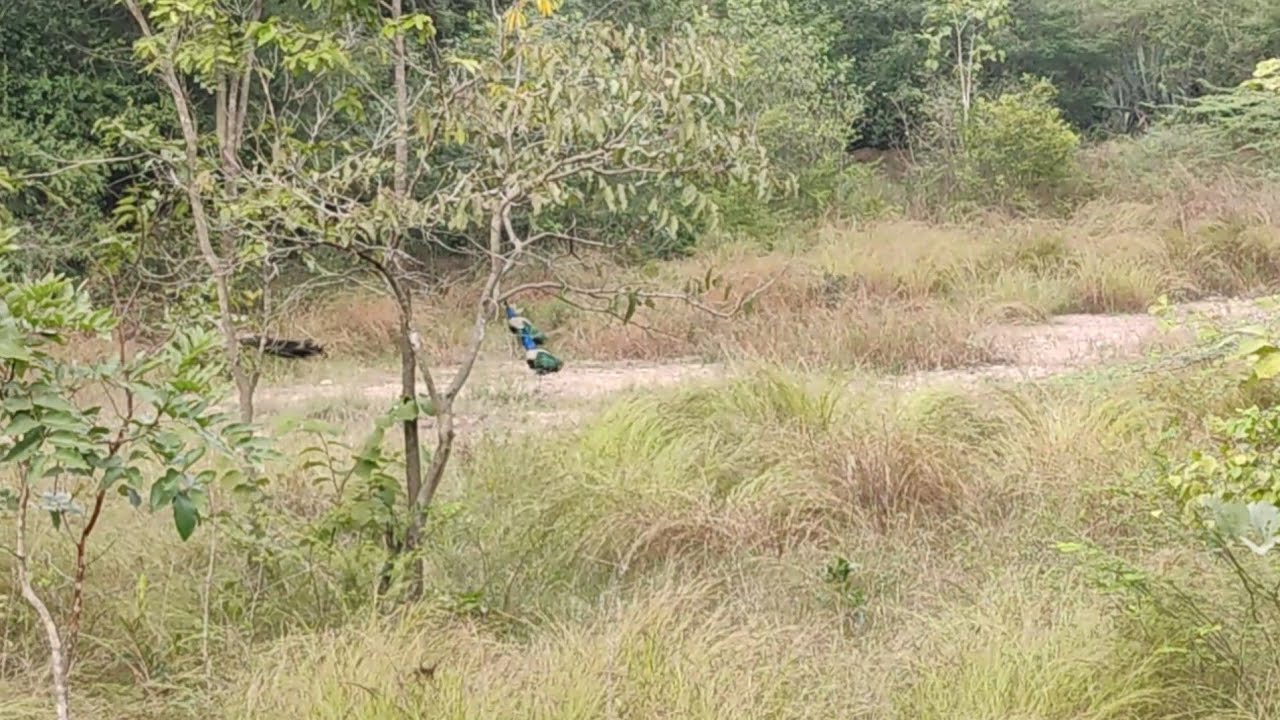 Jungle Safari Srisailam, Nallamala Forest