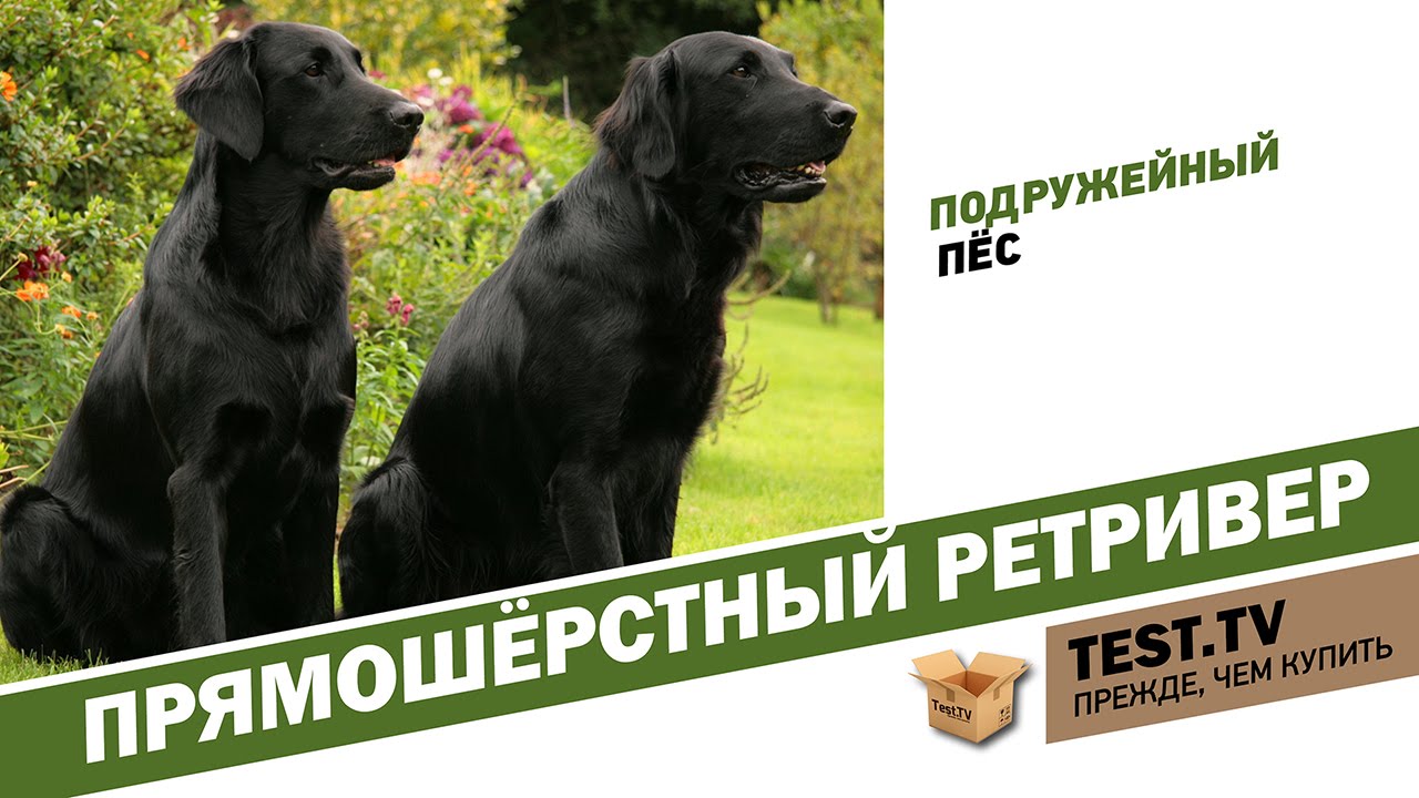 TEST.TV: Прямошёрстный ретривер подружейный пёс.