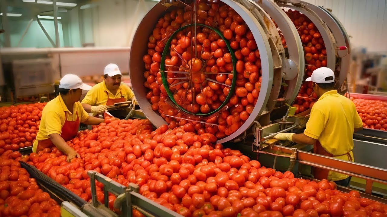 How Tomato Sauce is Made in Factories – Tomato Harvesting and Tomato Sauce Production