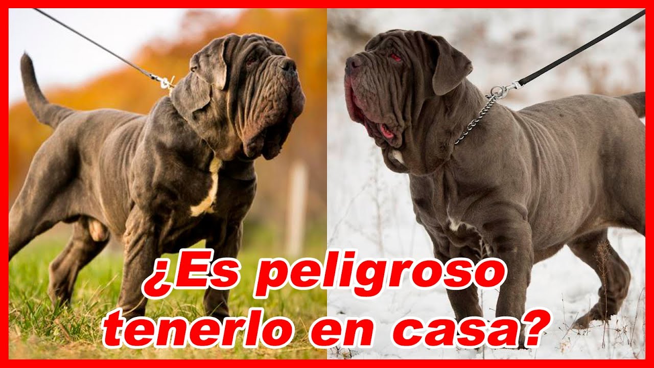 Mastín NAPOLITANO – CARACTERÍSTICAS y curiosidades
