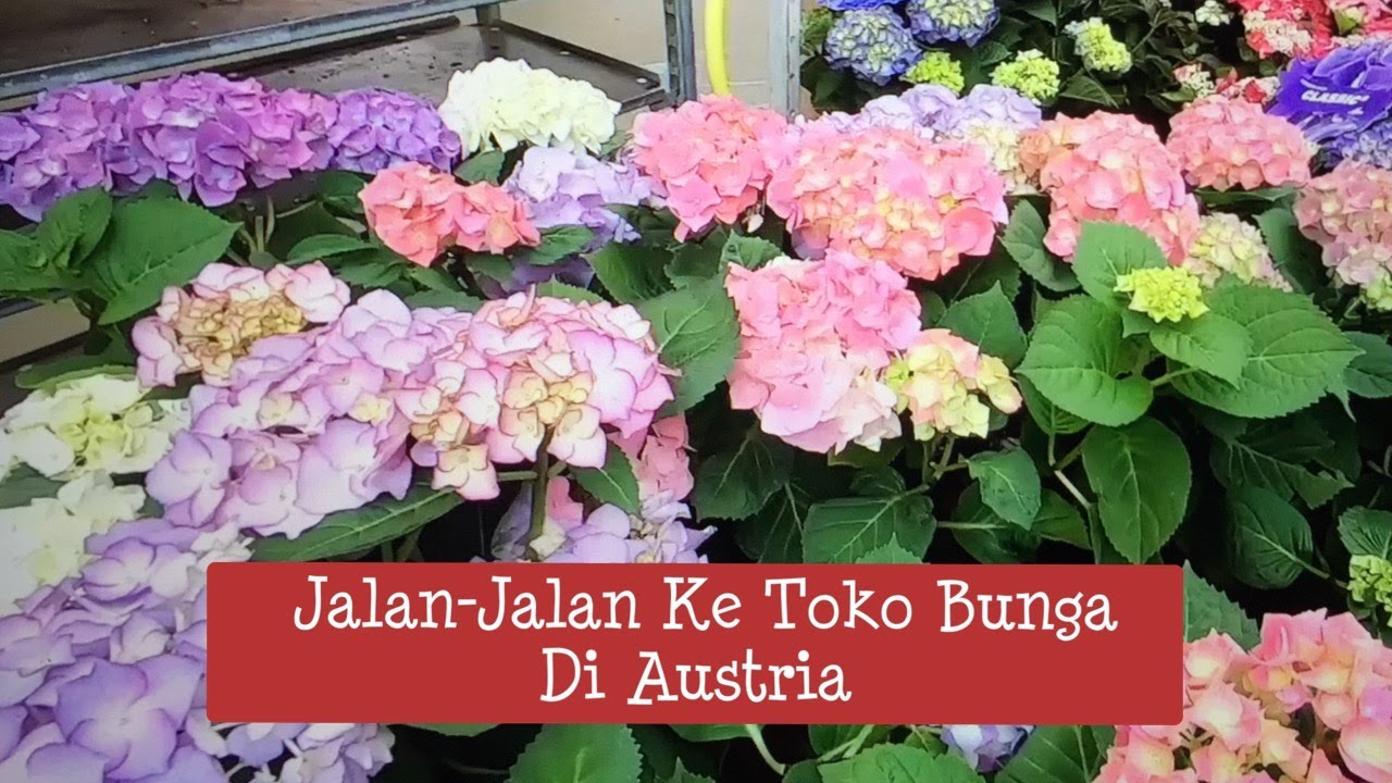 JALAN-JALAN KE TOKO BUNGA DI AUSTRIA I Bunga-Bunganya Cantik Sekali....