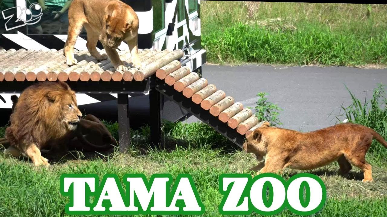 多摩動物公園ライオン園ドキュメンタリー