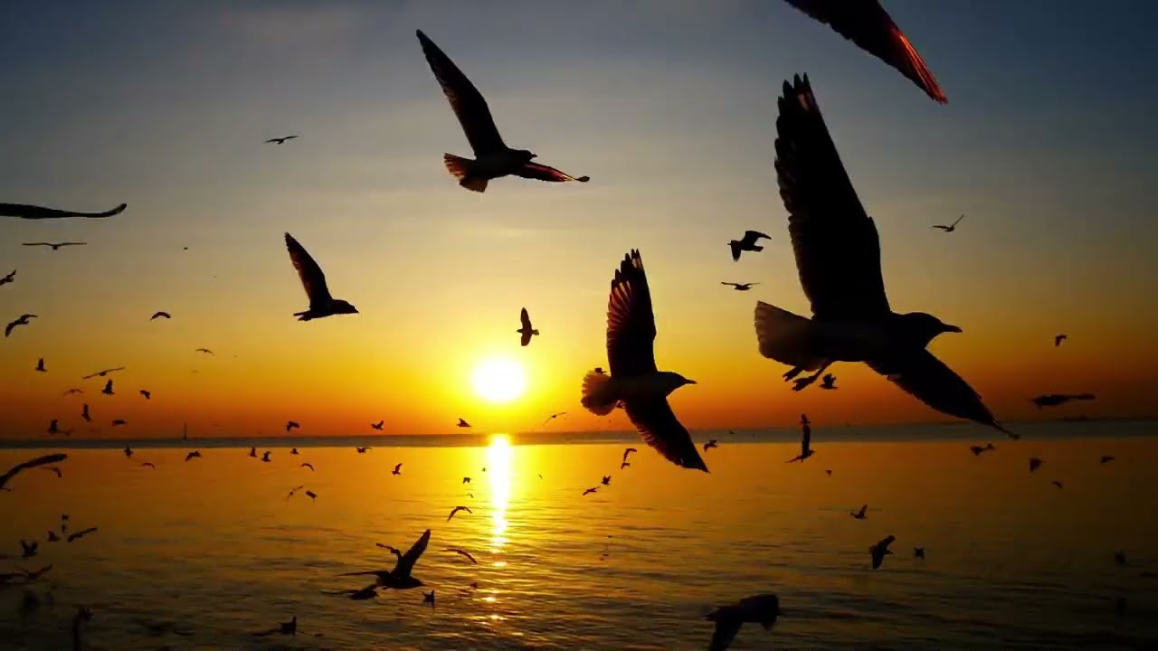 Sunset Dreams 🌅 Peaceful Piano, Flute & Nature Melodies