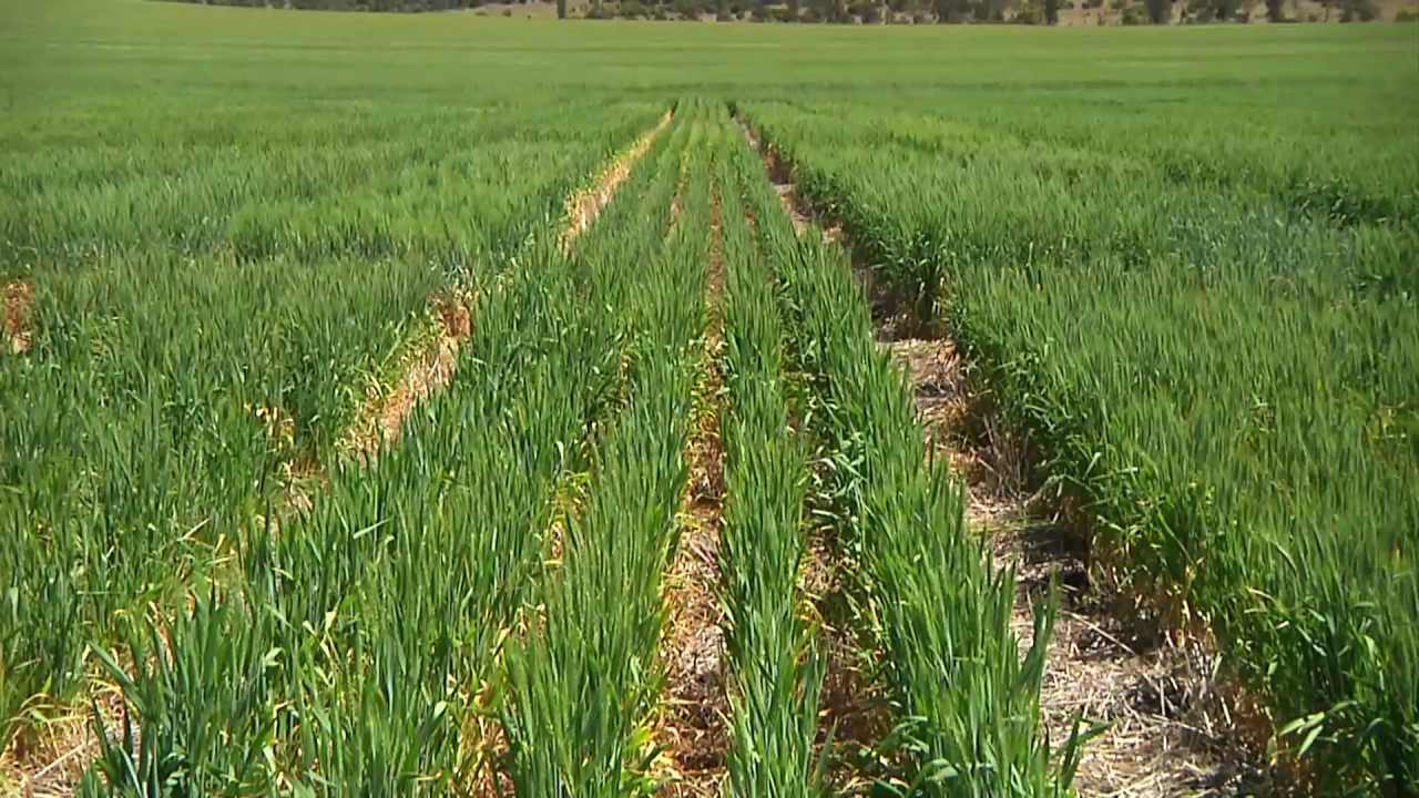 GCTV9: Crown Rot & Root Lesion Nematodes