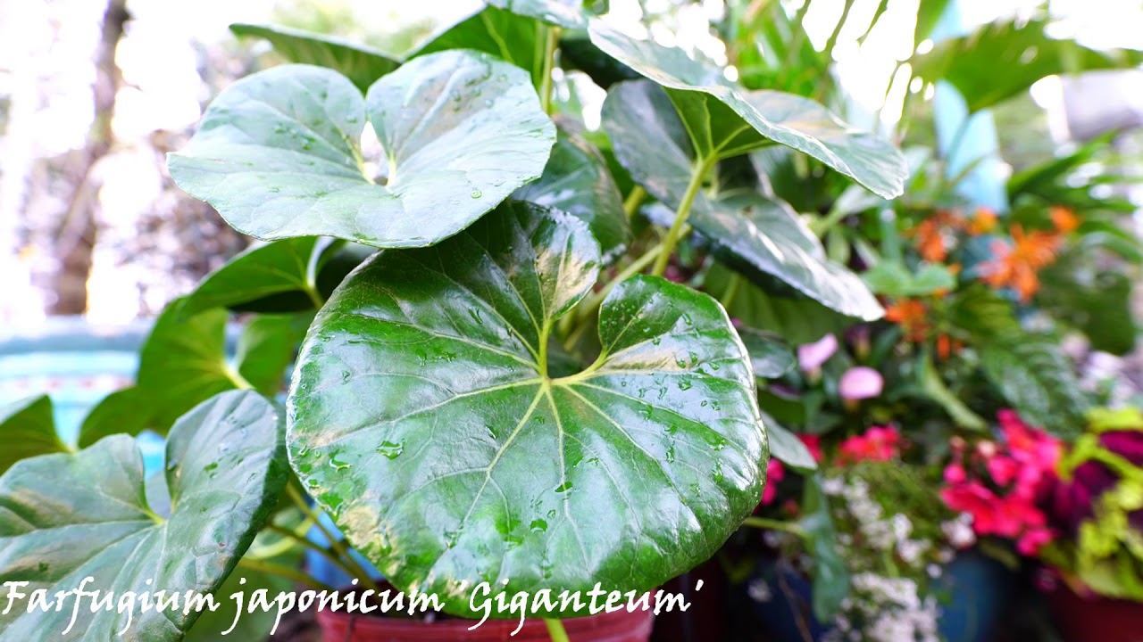 Farfugium Japonicum var. Giganteum! Hardy Tropical Shade Plant!