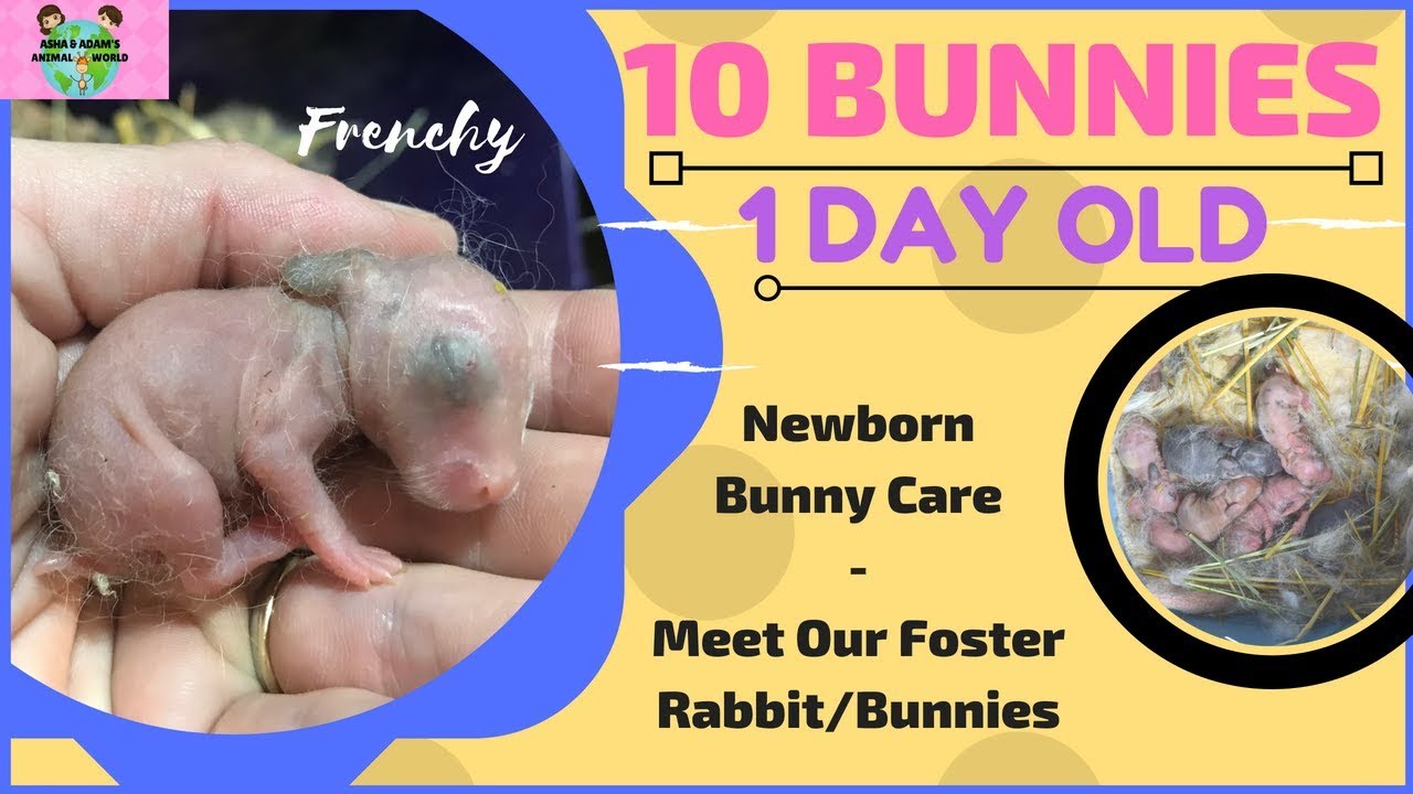 BABY BUNNIES 1 DAY OLD- Taking Them Home- Newborn Bunny Care