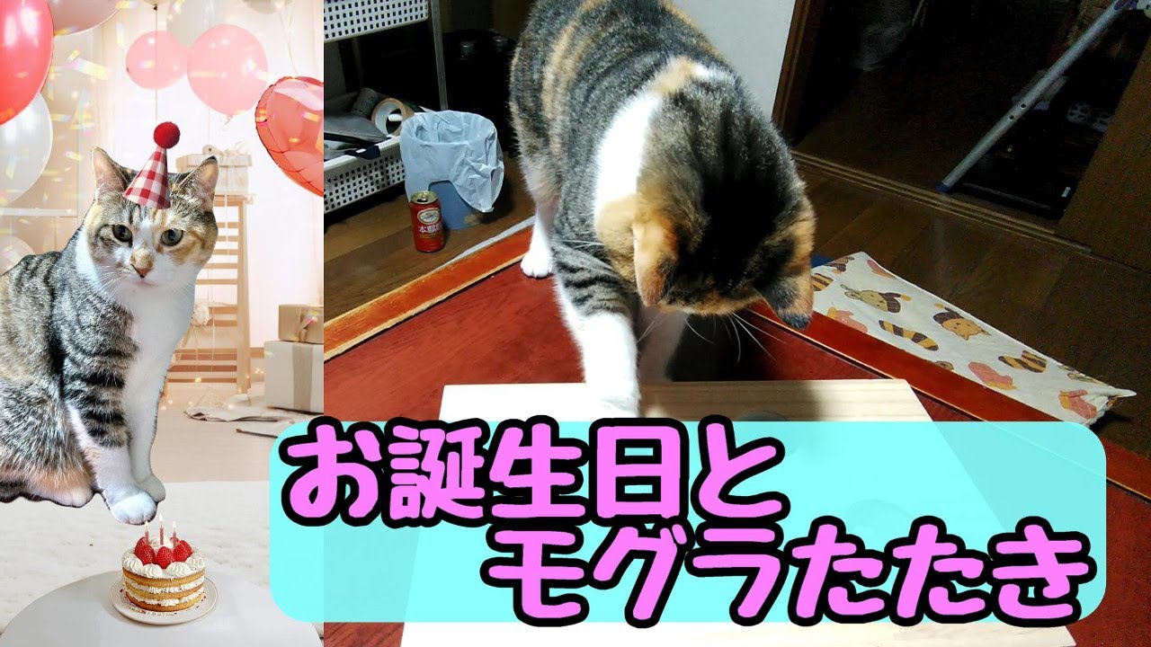 お誕生日とモグラ叩きのおもちゃ。Birthday and Whack-a-Mole Toys.526