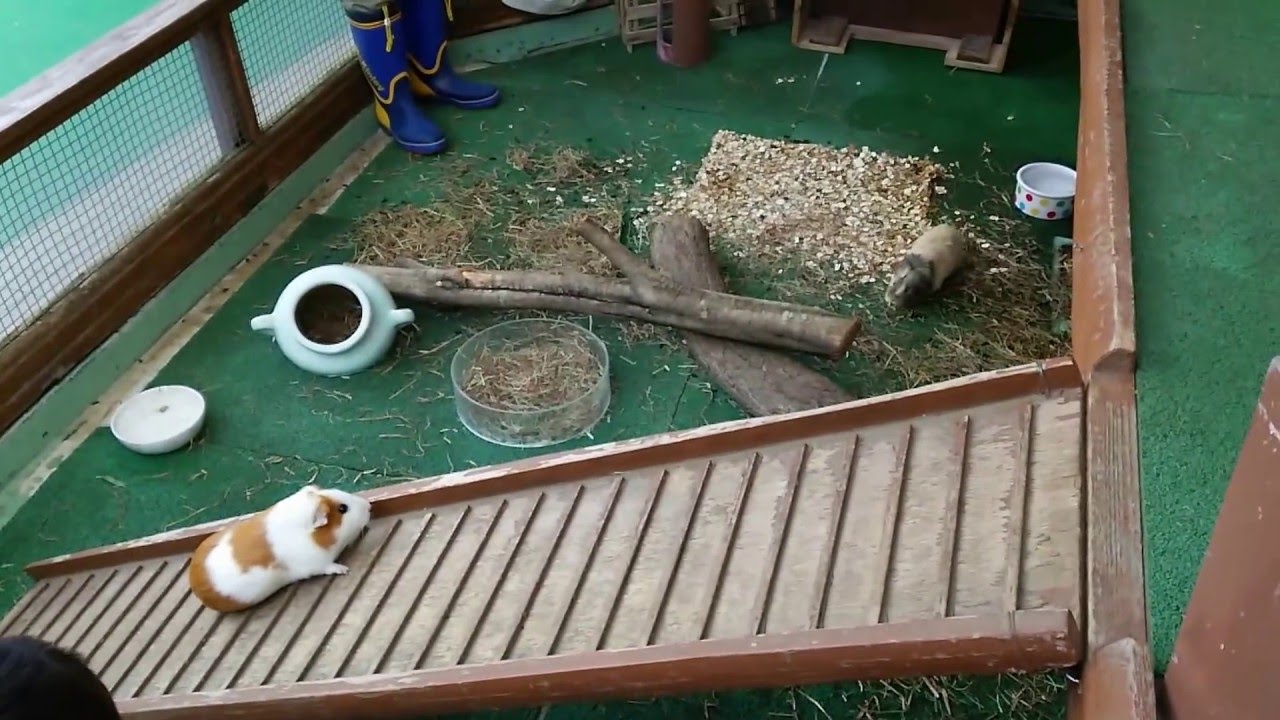 【モルモット】モルモットのご帰宅風景＠多摩動物園