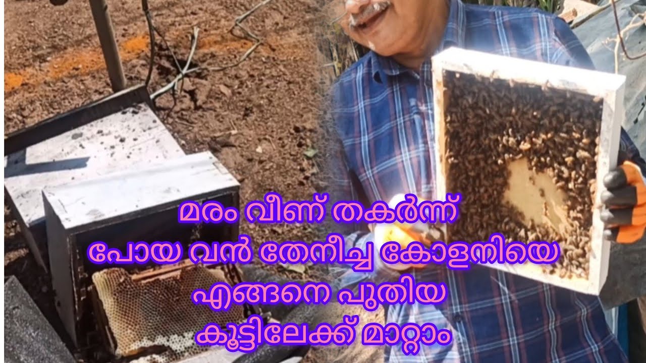 മരം വീണ് തകർന്ന്പോയ വൻ തേനീച്ച കോളനിയെഎങ്ങനെ പുതിയ കൂട്ടിലേക്ക് മാറ്റാം