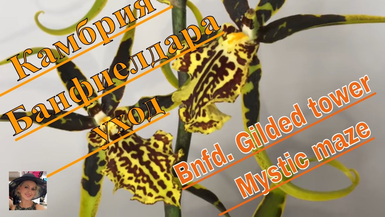 Банфиелдара, камбрия. Bnfd.Gilded Tower Mystic Maze.Уход за орхидеей, полив, свет, влажность и др.