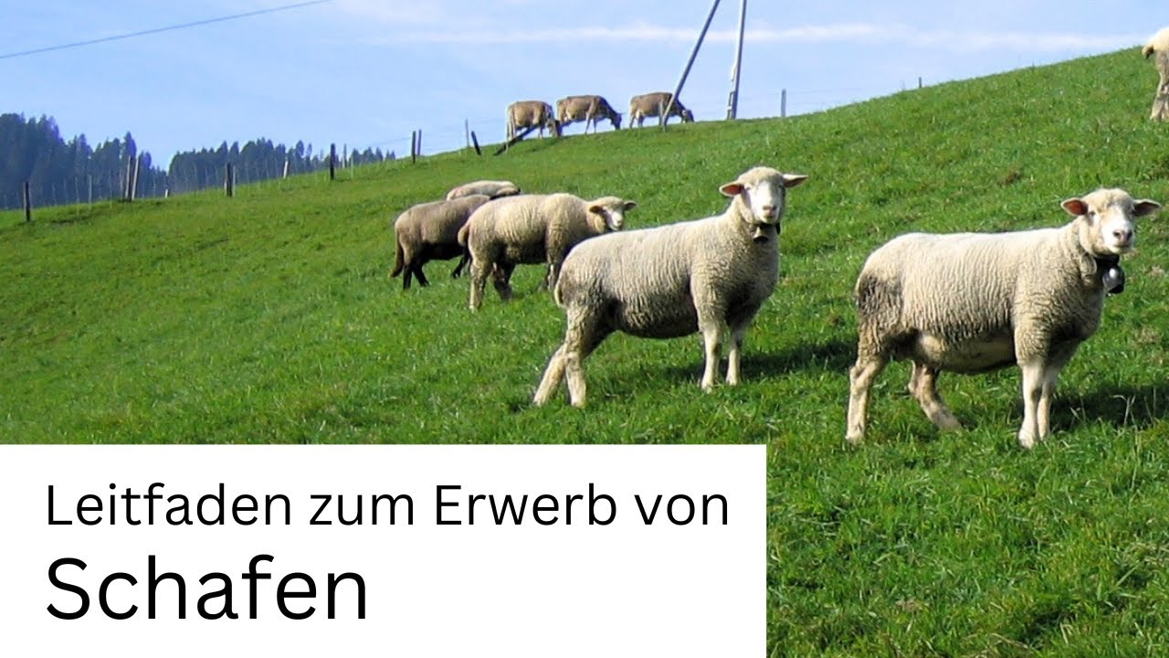 Leitfaden zum Erwerb von Schafen