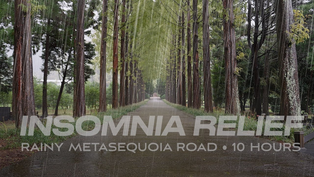 Cool Rain Sounds for Peaceful Sleep [10 HOURS] | Rain on Metasequoia Road, SteadyRainfall