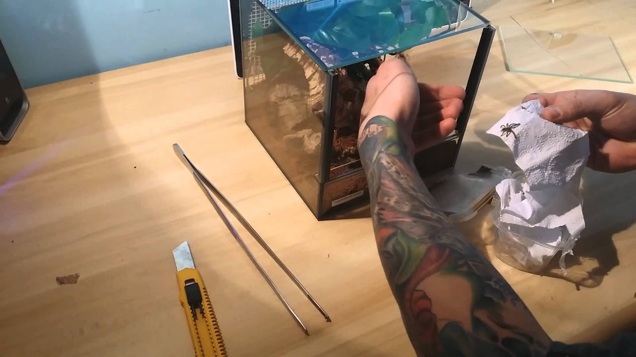 Unpacking 10x Poecilotheria ornata L1 od Pan Blady !