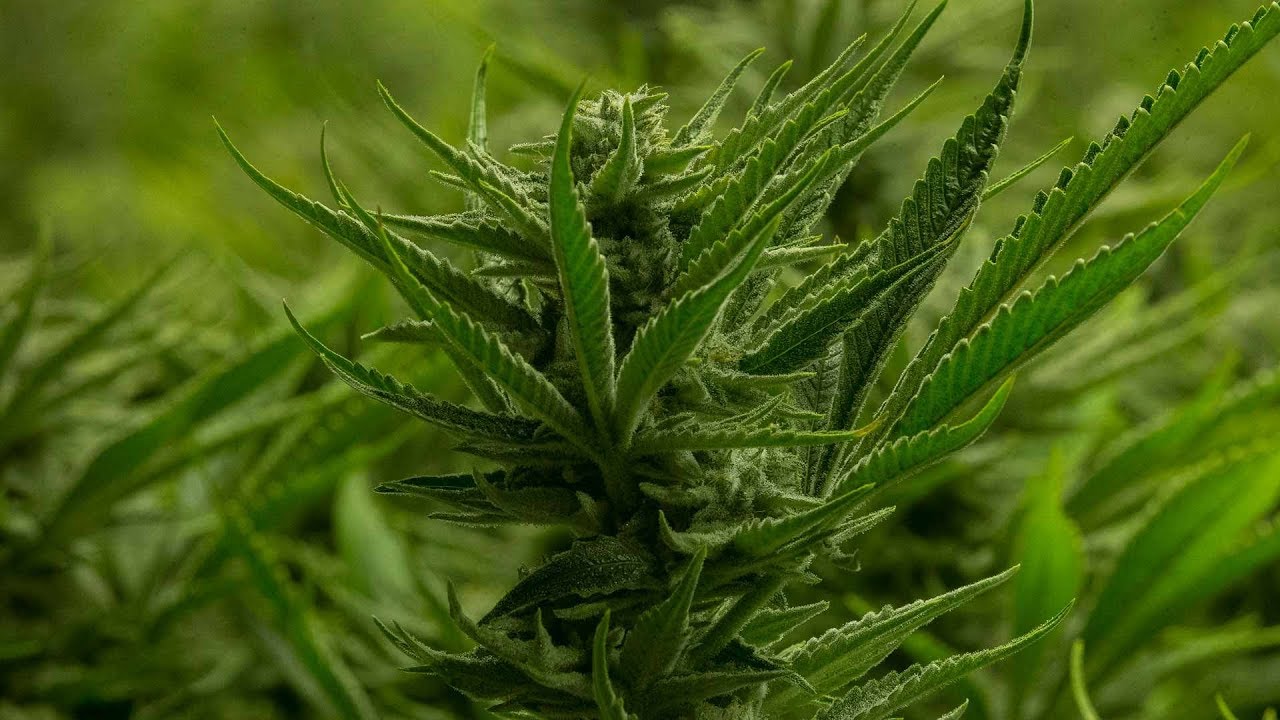 Cannabis beer coming to Canada