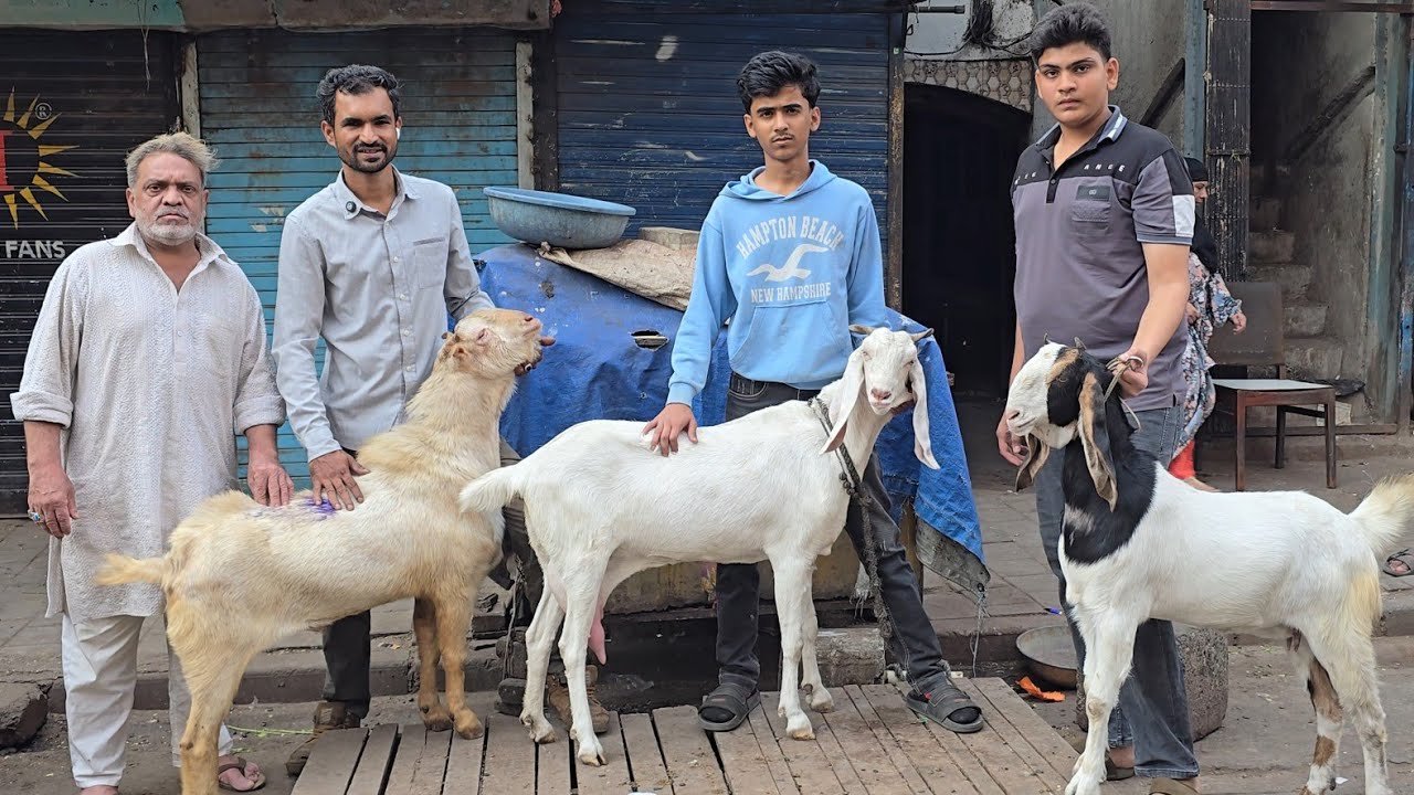 Dhamaka Quality Offer🔥 Ek Number Goats😱 Best Rate Looto Aur Shouk Karo || Sabir Bhai South Mumbai ||