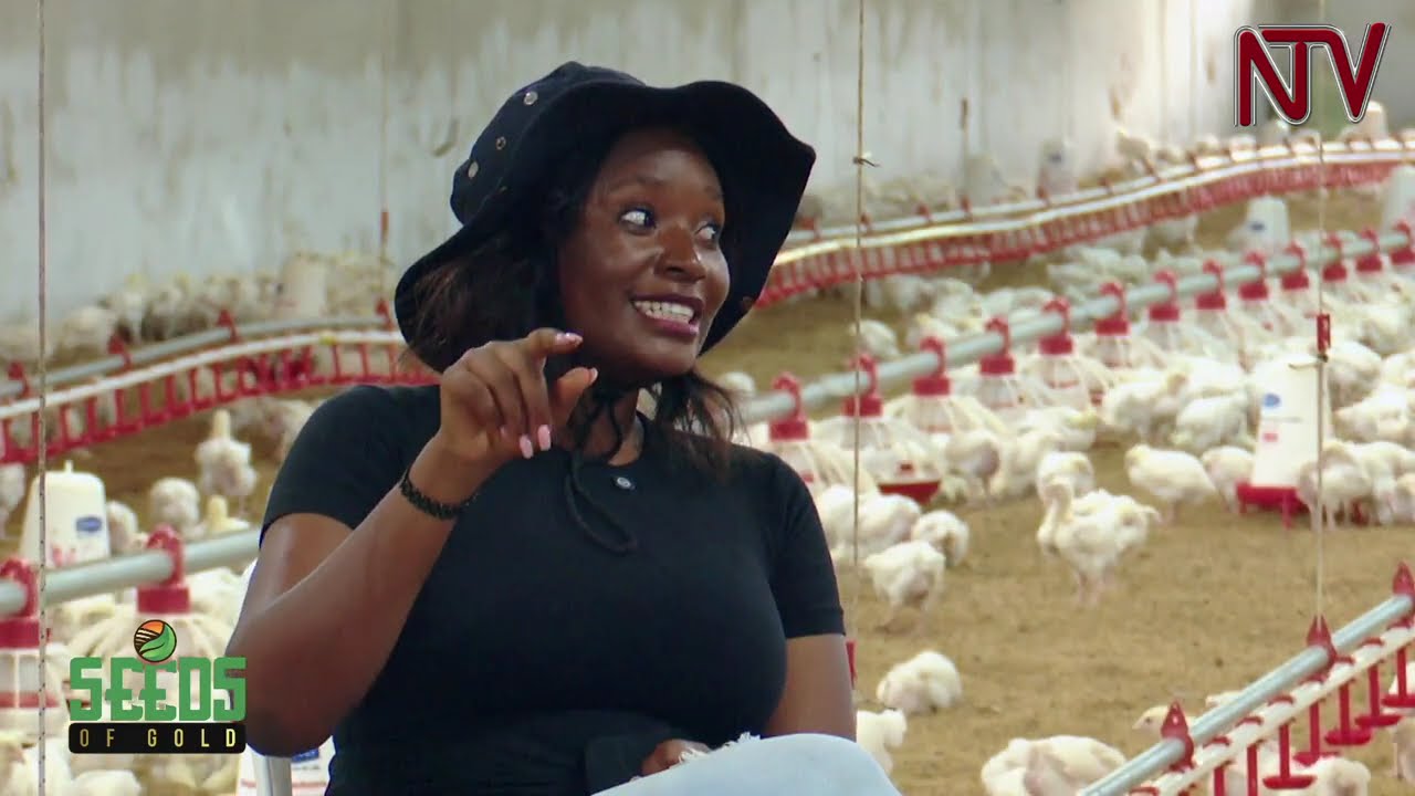 Poultry farming with UgaChick | SEEDS OF GOLD
