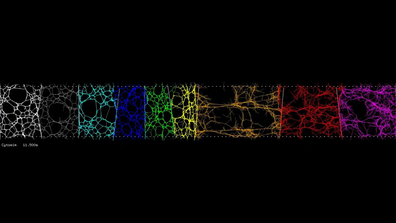 Simulation of supra-cellular actomyosin tug-of-war during Drosophila gastrulation