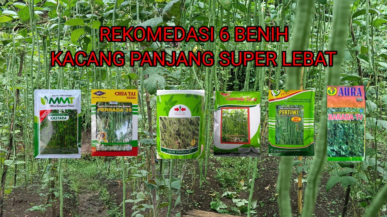 REKOMENDASI BENIH KACANG PANJANG SUPER LEBAT DAN TAHAN VIRUS | UNTUK SEMUA DATARAN
