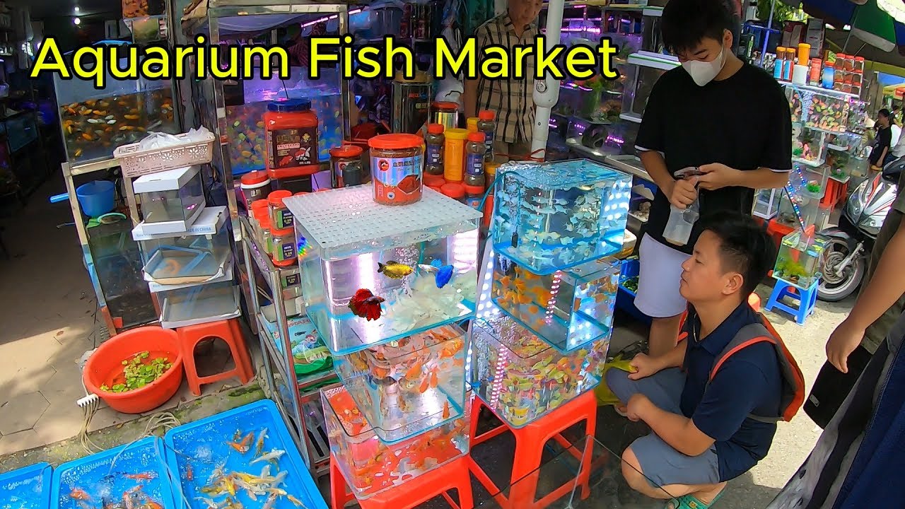 Lost in the Mysterious Aquarium Fish Market | Lots of Beautiful Fish | Aquarium Lovers Must Visit