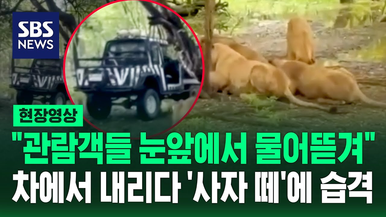 차에서 잠깐 내렸는데 사자들 '우르르' 30년 베테랑 사육사 사망 (현장영상) / SBS