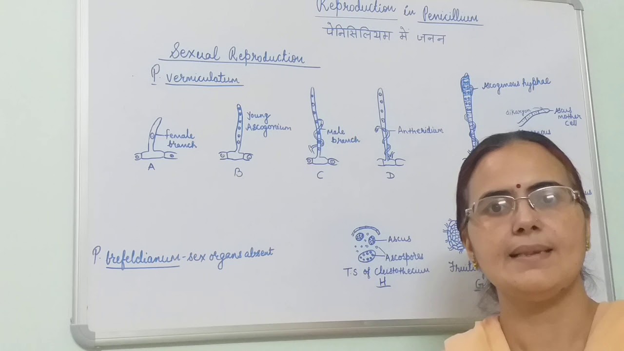 Reproduction in Penicillium, B.Sc. Part-I, Dr. Vinod Kumari.