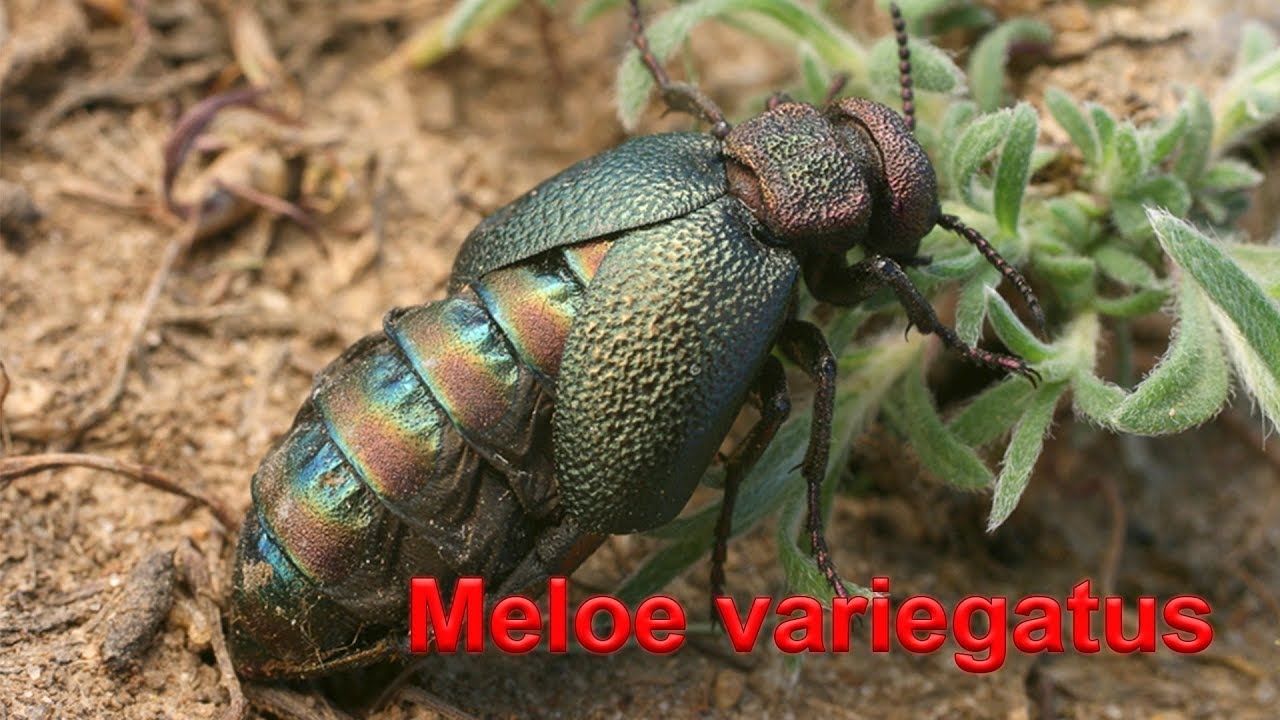 Жук Майка изменчивая Meloe variegatus ест траву