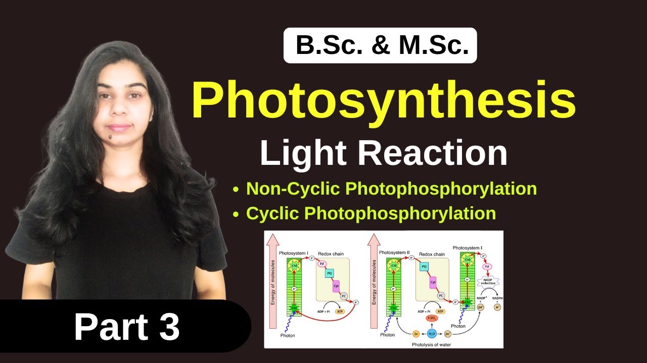 Photosynthesis || Light Reaction || B. Sc. & M. Sc.