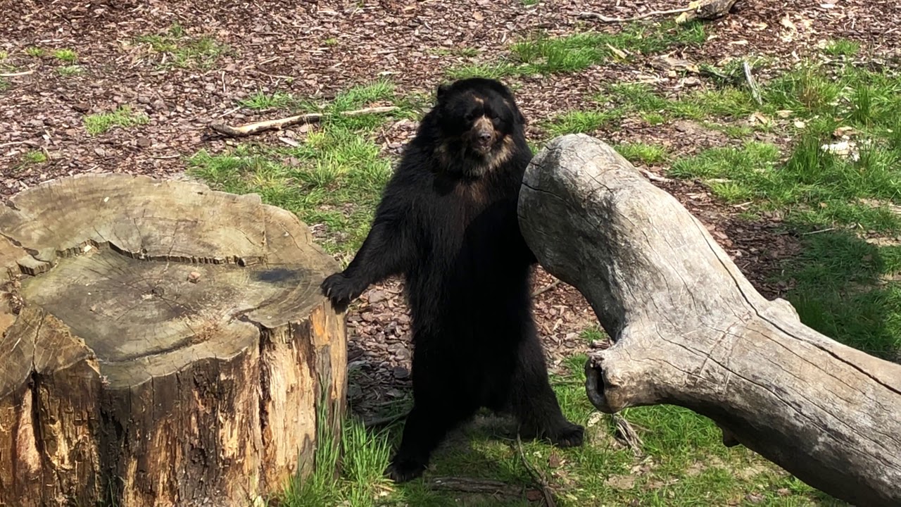 Our final 'stop' was Givskud Zoo to visit Sonco and Tupa